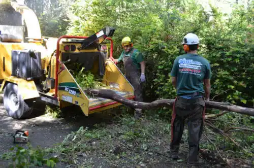 tree services Casa Blanca